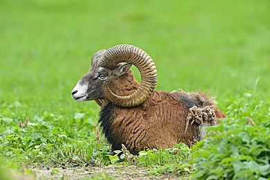 《生化危机9》、新《古墓丽影》？Capcom、亚马逊将参加夏季游戏节